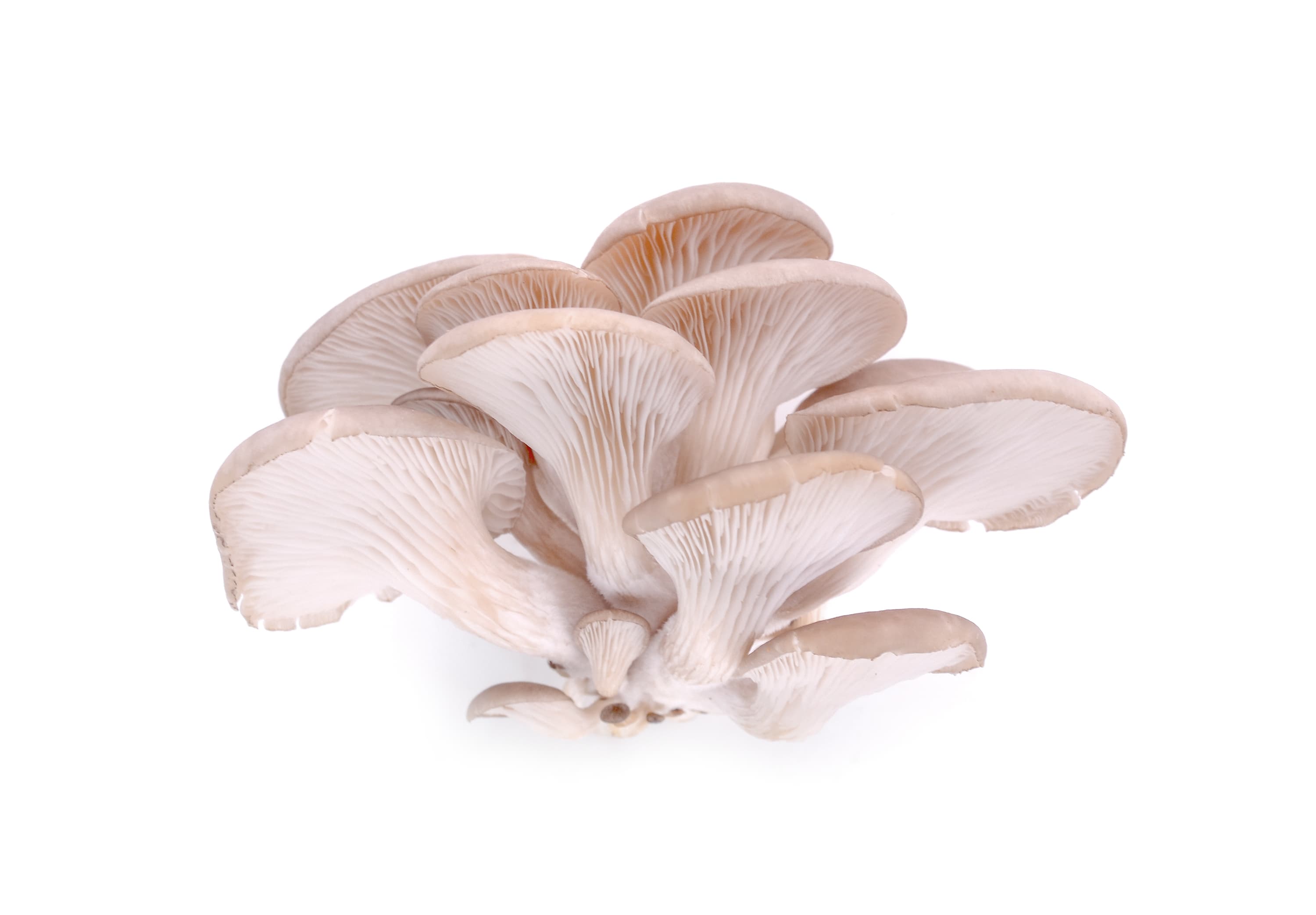 Tastri Fresh Mushrooms